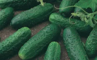 Levina / Левина