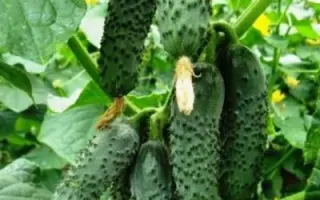 Lenare / Ленара