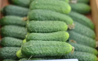 Madita F1 RS / Мадита F1