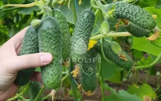 Madrilene / Мадрілен