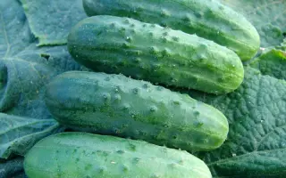 Marieta / Марієта