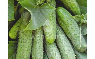 Masha F1 / Маша F1