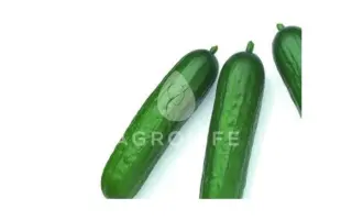 Mertus F1 / Мертус F1