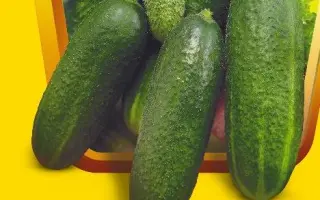 Moringa F1 / Морінга F1