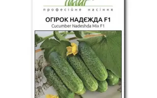 Nadezhda F1 / Надежда F1