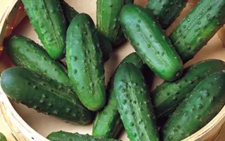 Natasja F1 / Наташа F1