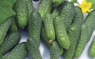 Neilina / Нейліна