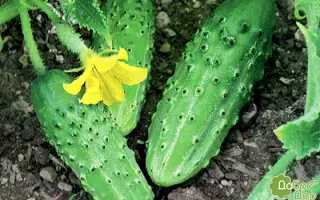 Ніжинський дар