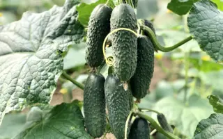 Ninja / Ніндзя