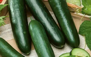 Obelix / Обелікс