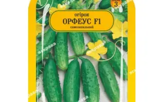 Orfeus / Орфеус