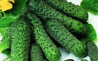 Pasalimo F1 / Пасалімо F1