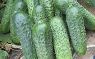 Platina / Платіна