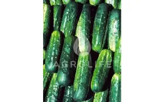 Potomak F1 / Потомак F1