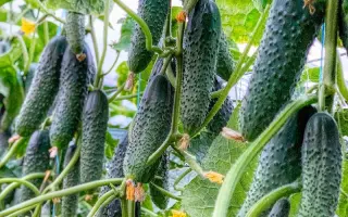 Primero / Прімеро