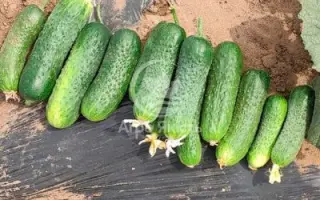 Proscore / Проскор