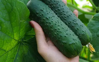 Runtor / Рантор