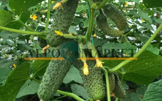 Ratnik / Ратник