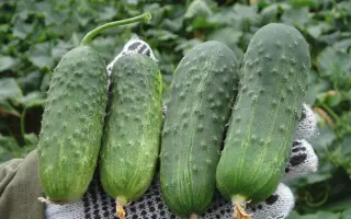 Regal F1 / Регаль F1