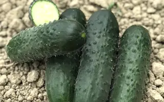 Romolo / Ромоло