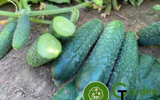 Rubinstein / Рубінштейн