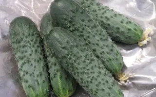 Satina / Сатіна