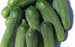 Szatmar / Сатмар