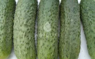 Satomi / Сатомі