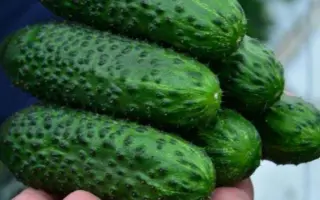 SV4097CV / СВ4097ЦВ