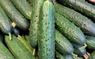 Svyatogor / Святогор