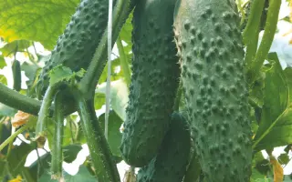 Cedrik / Седрік