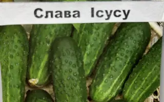 Слава