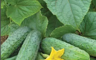 Sparta / Спарта