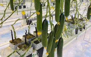 Sultanit / Султаніт