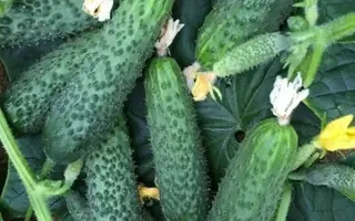 Titanik / Титанік