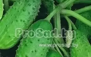 Tytus F1 / Тітус F1