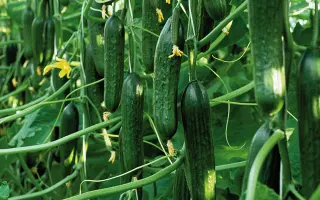 Tristan / Тристан