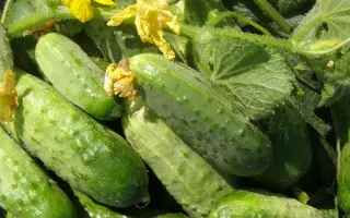 Тріумф ніжинський