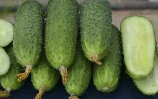 UNIKUM / УНІКУМ