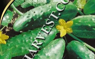 Фенікс де Люкс