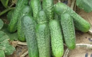 Fraser / Фрайзер