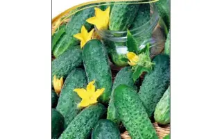 Khrustkyi Kozak / Хрусткий Козак