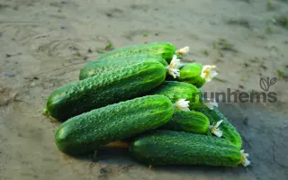 Zircon / Циркон