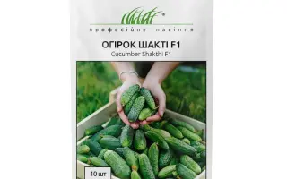 Shakthi / Шакті