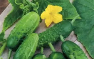 Julian F1 / Юліан F1