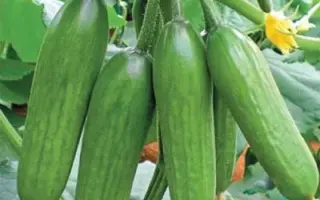 Super baby / Cупер бейбі