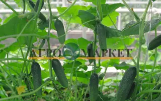 Alex F1 / Алекс F1