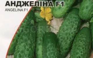 Angelina F1 / Анжеліна F1