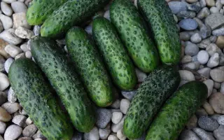 Ardia F1 / Ардія F1