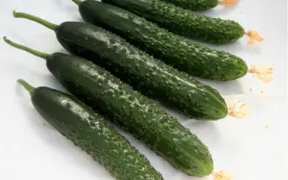 Valens / Валенс